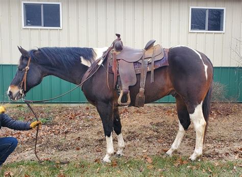 If you have a trailer <b>for sale</b>, list it for free. . Low price horses for sale near illinois